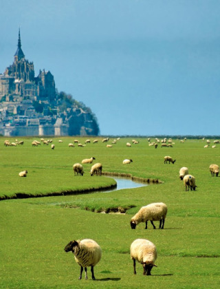 Ovejas pastan en un prado verde con Mont-Saint-Michel al fondo, cerca de Val-Couesnon, Bretaña, Francia.