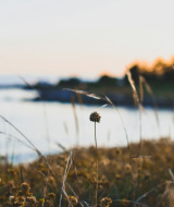 Pradera de flores silvestres junto a un lago al atardecer en un parque vacacional con glamping.