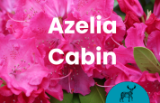Lyserøde azalea-blomster med tekst: Azelia Cabin hos Glamping de Cerveira, Portugal, oplevelse i naturen.