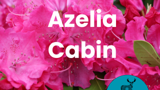 Roze azalea bloemen met tekst: Azelia Cabin bij Glamping de Cerveira in Portugal, unieke natuurbeleving.