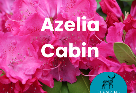 Roze azalea bloemen met tekst: Azelia Cabin bij Glamping de Cerveira in Portugal, unieke natuurbeleving.