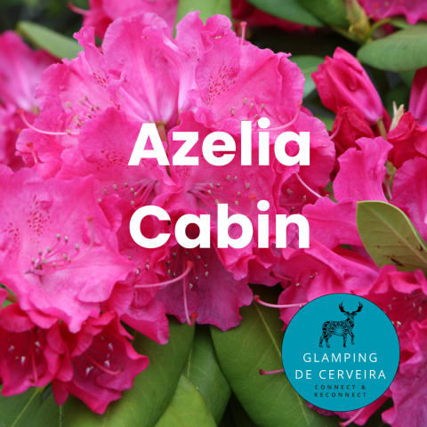 Roze azalea bloemen met tekst: Azelia Cabin bij Glamping de Cerveira in Portugal, unieke natuurbeleving.