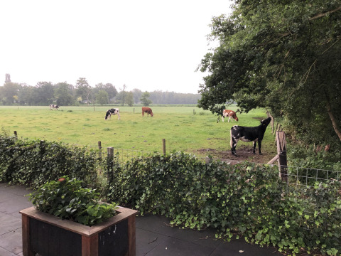 Blick von der Veluwe Lounge im Holiday Park De Boshoek, mit Kühen, die auf einer grünen Weide grasen.