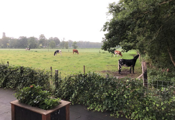 Vista dalla Veluwe Lounge al parco vacanze De Boshoek, con mucche al pascolo su un prato verde in Olanda.