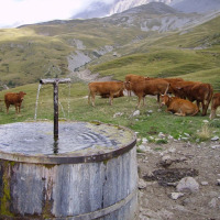 Mucche al pascolo vicino a una fontana rustica nelle colline intorno a Le Vernet, Provence-Alpes-Côte d’Azur, Francia.