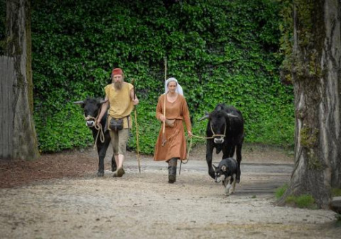 To personer i historiske dragter leder køer og en hund gennem en park ved Expedition Archeon i Sydholland.