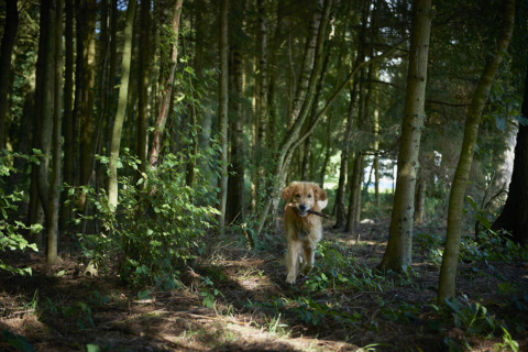 Un cane con un bastone in bocca cammina in una foresta a Vestbirk Camping, Regione Capitale della Danimarca.