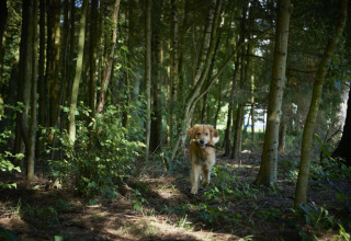 A dog carrying a stick in its mouth walks through a forest at Vestbirk Camping in Capital Region of Denmark.