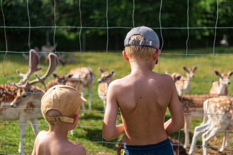 Dos niños con gorras observan a los ciervos tras una valla en Vestbirk Camping, Dinamarca, en un día soleado.