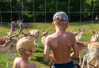 Dos niños con gorras observan a los ciervos tras una valla en Vestbirk Camping, Dinamarca, en un día soleado.