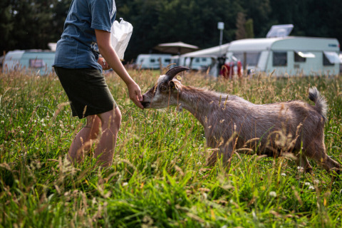 Person füttert eine Ziege auf einer Wiese bei Vestbirk Camping, mit Wohnwagen im Hintergrund, Dänemark.