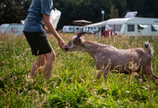 Person fodrer en ged på en græsmark ved Vestbirk Camping med campingvogne i baggrunden, Danmark.
