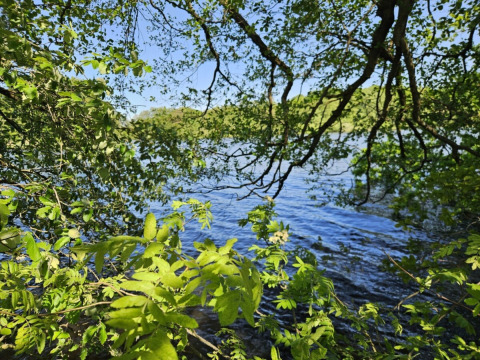 Udsigt over en sø gennem grønne trægrene ved Vestbirk Camping i Region Hovedstaden, Danmark.