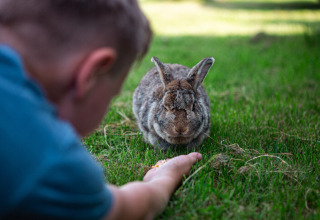 Et barn rækker hånden frem for at fodre en brun kanin på en grøn græsplæne ved Vestbirk Camping, Danmark.