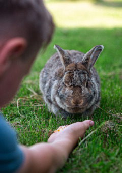 A child feeds a brown rabbit on the grass at Vestbirk Camping, a holiday park in Denmark’s Capital Region.