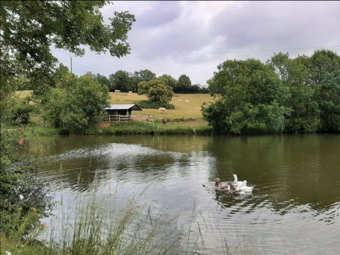 Plattelandszicht bij Feather Down La Flocellière en Vendée met eenden op het water en koeien op de achtergrond.
