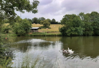 Ländliche Szene im Feather Down La Flocellière en Vendée mit Enten auf dem Teich und Kühen auf der Weide.