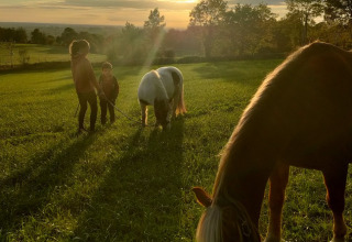 Zwei Kinder mit Ponys auf einer grünen Wiese bei Sonnenuntergang, Feather Down La Flocellière en Vendée, Frankreich.