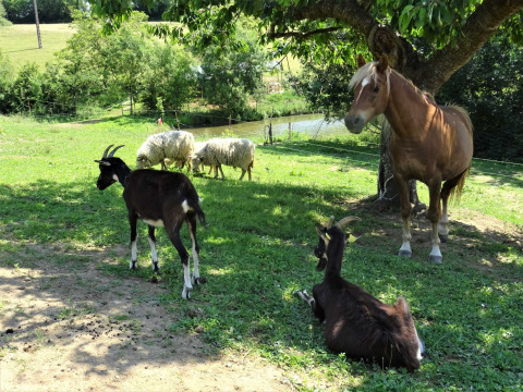 Geiten, een paard en schapen ontspannen samen onder een boom op Feather Down La Flocellière, Frankrijk.