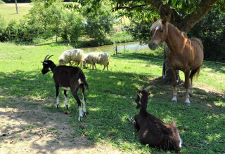 Geiten, een paard en schapen rusten onder een boom in Feather Down La Flocellière, Pays de la Loire, Frankrijk.