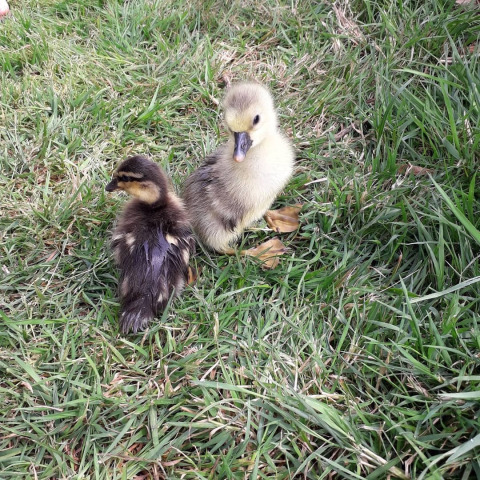Two adorable ducklings, one yellow and one brown, sitting in grass at Feather Down La Flocellière, France.