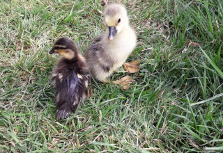 Due adorabili anatroccoli, uno giallo e uno marrone, seduti nell’erba a Feather Down La Flocellière.