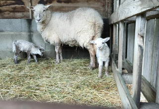 Una pecora e due agnelli stanno in una stalla con paglia a Feather Down La Flocellière en Vendée, Pays de la Loire, Francia.