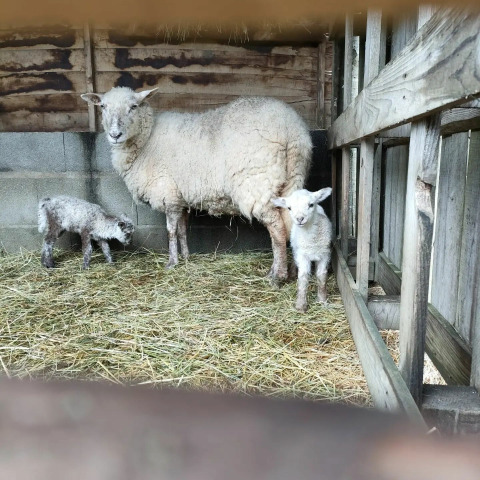 A sheep and two lambs stand in a straw-covered shelter at Feather Down La Flocellière en Vendée, Pays de la Loire, France.