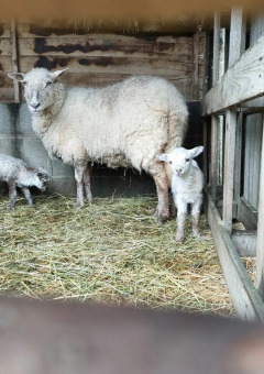 Una oveja y dos corderos están en un establo de heno en Feather Down La Flocellière en Vendée, Pays de la Loire, Francia.