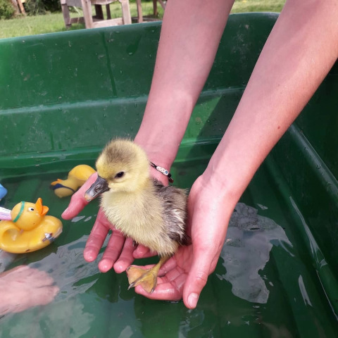 Eine Person hält ein flauschiges Entenküken über Wasser in einer grünen Wanne mit Spielzeugenten.