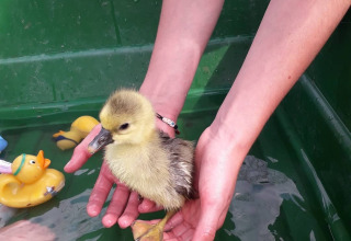 Eine Person hält ein flauschiges Entenküken über Wasser in einer grünen Wanne mit Spielzeugenten.