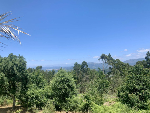 Vista panorámica desde Glamping de Cerveira en el norte de Portugal, con árboles verdes y montañas lejanas.