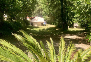 Tenda all’ombra di alberi alti e piante rigogliose al Glamping de Cerveira, parco vacanze nel nord del Portogallo.