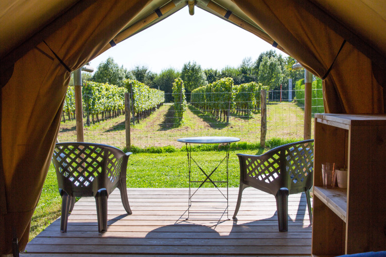 Vista desde la tienda safari Duo Lodge en Camping de Boomgaard, Bélgica, con sillas y viñedo al fondo.