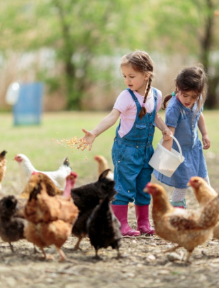 Dos niñas alimentan gallinas en una granja verde de un parque vacacional con alojamiento glamping.