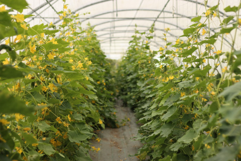 Greenhouse with lush green plants and yellow flowers at Les Jardins des Coccinelles, Brittany, France.