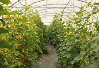 Greenhouse with lush green plants and yellow flowers at Les Jardins des Coccinelles, Brittany, France.