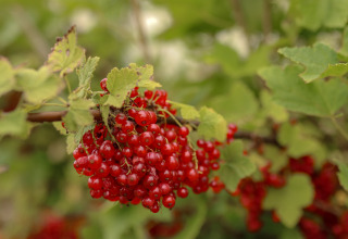 Ein Bund roter Johannisbeeren an einem Strauch im Feather Down Les Jardins des Coccinelles, Bretagne, Frankreich.