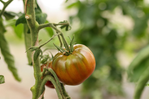 Tomate maduro creciendo en la planta en Feather Down Les Jardins des Coccinelles, Bretaña, Francia.