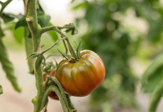 Pomodoro maturo che cresce sulla pianta a Feather Down Les Jardins des Coccinelles, Bretagna, Francia.