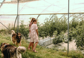 To børn og to hunde går ind i et drivhus fyldt med tomatplanter i Feather Down Les Jardins des Coccinelles.