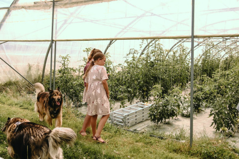 Dos niños y dos perros pasean entre plantas de tomate en un invernadero en Feather Down Les Jardins des Coccinelles.
