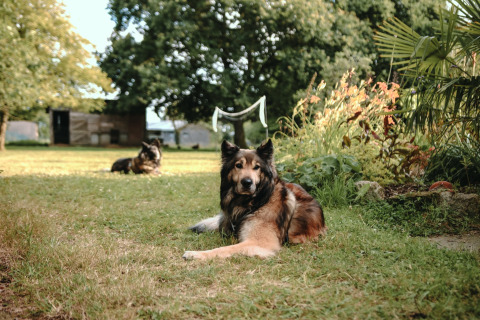 Zwei Hunde liegen auf dem Rasen im Feather Down Les Jardins des Coccinelles, Bretagne, Frankreich.