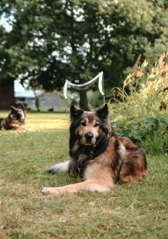 Dos perros tumbados en el césped en Feather Down Les Jardins des Coccinelles, Bretaña, Francia.