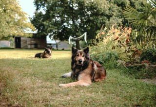 Two dogs lying on the grass in the garden at Feather Down Les Jardins des Coccinelles, Brittany, France.