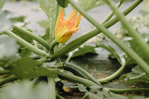 Primer plano de una flor de calabaza y tallos verdes en Feather Down Les Jardins des Coccinelles, Bretaña, Francia.