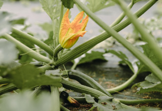Gros plan sur une fleur de courge et des tiges vertes aux Jardins des Coccinelles à Feather Down, Bretagne, France.