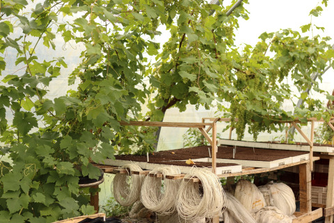 Grape vines growing in a greenhouse with strings and planting tables at Feather Down Les Jardins des Coccinelles, Brittany.