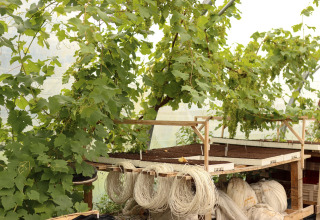 Grape vines growing in a greenhouse with strings and planting tables at Feather Down Les Jardins des Coccinelles, Brittany.