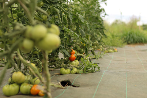 Filas de plantas de tomate con tomates verdes y maduros creciendo en un huerto de la Bretaña, Francia.